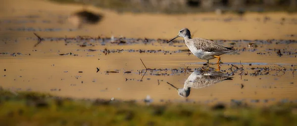 Peru Büyük Sarıbacaklı Tringa Melanoleuca Vahşi Yaşam Fotoğrafı — Stok fotoğraf