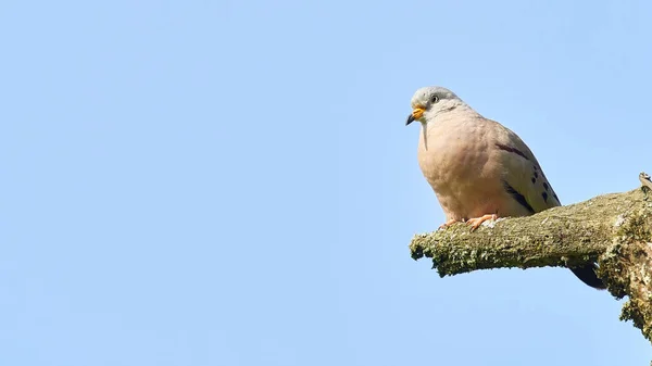 Peru Bir Şubede Oturan Croaking Ground Dove Columbina Cruziana — Stok fotoğraf