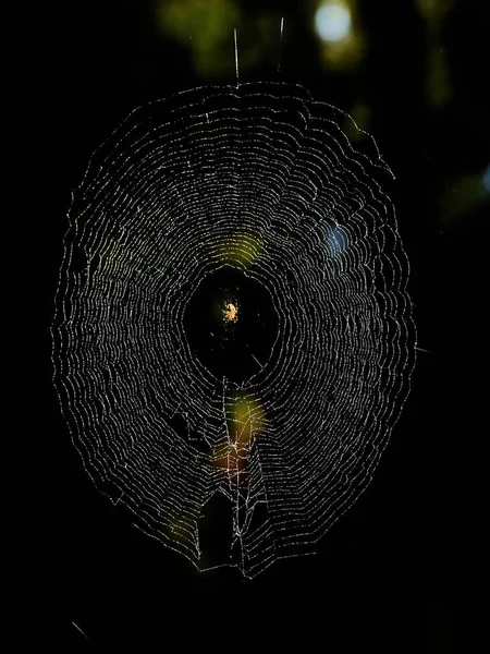 Spinnenweb Ochtend — Stockfoto