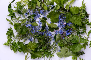 Beyaz arkaplanda küçük menekşe yaprak çiçekleri ve yeşil yapraklar yatıyordu.