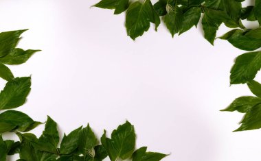 Beyaz kopya arkaplanındaki yeşil taze yapraklar.
