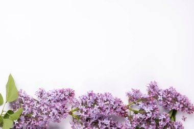 Beyaz arka planda taze leylak çiçekleri ve taç yaprakları. Güzel bir bahar modelleme arkaplanı. Düz konum, üst görünüm, metin için boşluk.