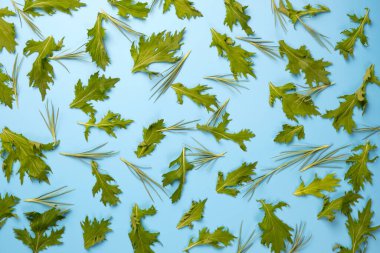 Beyaz arka planda düz yeşil roka salata yaprakları deseni.