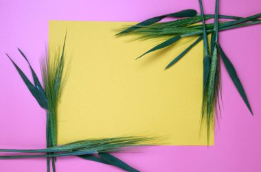 Sarı kopya alanı arka planında yeşil taze buğday başlıkları.