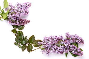 Beyaz arka planda taze leylak çiçekleri ve taç yaprakları. Güzel bir bahar modelleme arkaplanı. Düz konum, üst görünüm, metin için boşluk.