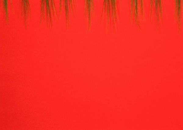 Зеленые свежие головы пшеницы на фоне красного копирования пространства.