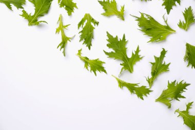 Beyaz arka planda düz yeşil roka salata yaprakları deseni.