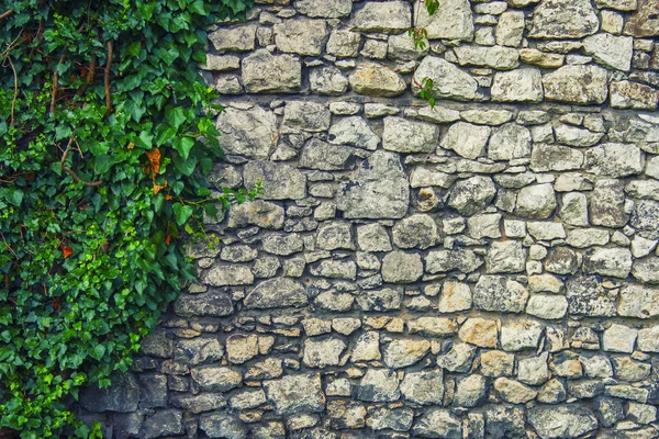 カーリーの緑色植物の古い石壁 ストックフォト