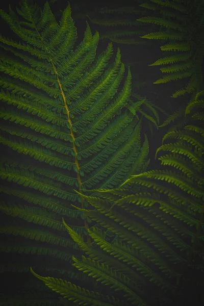 Fern Folhas Tiro Floresta Perto Imagens De Bancos De Imagens