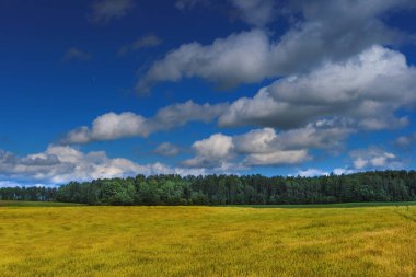 Ormanın ve gökyüzünün arka planında bulutlu sarı tarım alanı