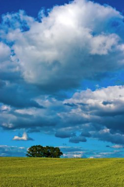 Güneşli bir günde, bulutların arka planına karşı sarı yeşil tarla
