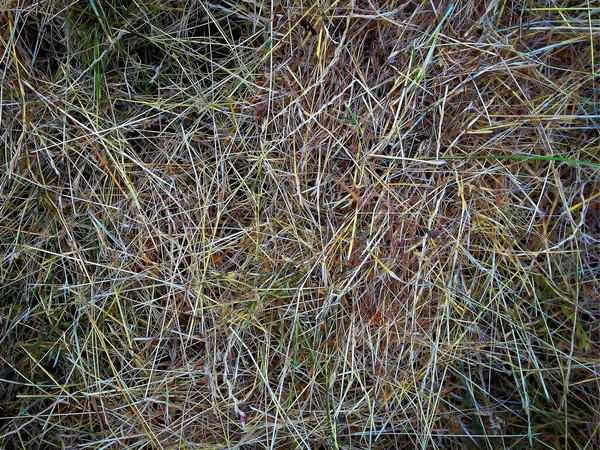 Fragment Drying Grass Cut Close — Stock Photo, Image