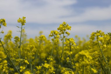 Mavi gökyüzünün altında çiçekli sarı bir tarla