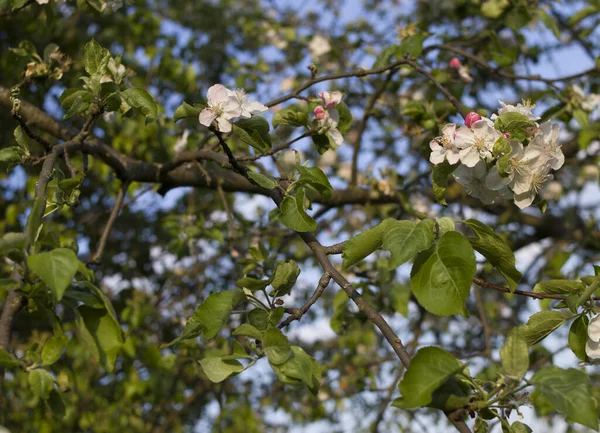 白やピンクの花や葉でリンゴの木を開花 — ストック写真