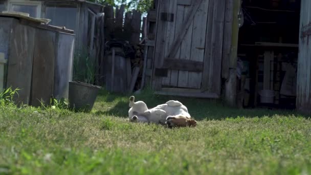 Забавный пес Джек Рассел ездит на траве в солнечный день летом в деревне — стоковое видео
