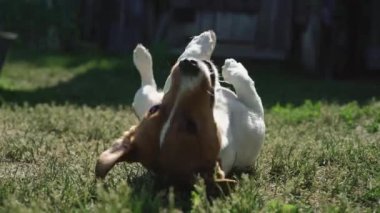 Komik köpek Jack Russell, yazın güneşli bir günde köyde çimlere biner.