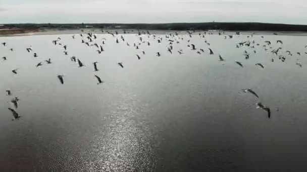 Vista aérea de una bandada de gaviotas volando sobre el lago cerca del bosque — Vídeo de stock