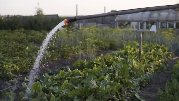 Primer plano de una manguera regando verduras en el jardín al amanecer — Vídeos de Stock