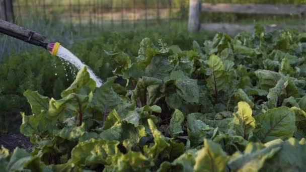 Nahaufnahme von Gemüse und einem Schlauchbewässerungsgarten an einem Sommertag im Sonnenaufgang — Stockvideo