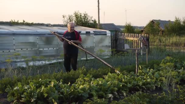 Übersichtsplan von Opa, der Rote Bete an einem sonnigen Sommertag im Garten gießt — Stockvideo