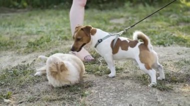 Güneşli bir günde iki köpek çimenlerde birbirleriyle oynarlar.