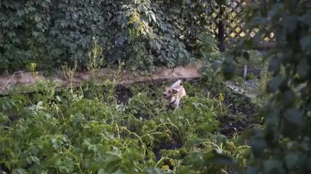 Feliz perro tratando de atrapar gotas de agua de la manguera en el jardín en el día de verano — Vídeos de Stock