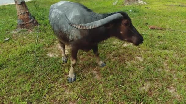 Gros plan de buffle asiatique attaché à un arbre léchant les lèvres et regardant la caméra
