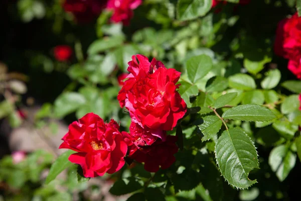 Wilder Roter Rosenbusch Garten Blühend — Stockfoto