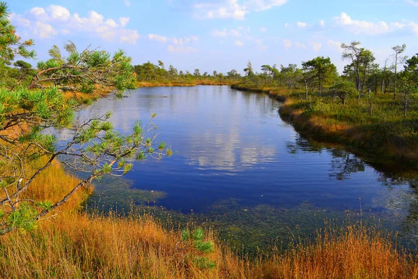 Big swamp wetlands Kemeri national park, Latvia.Travel concept — Stock Photo, Image