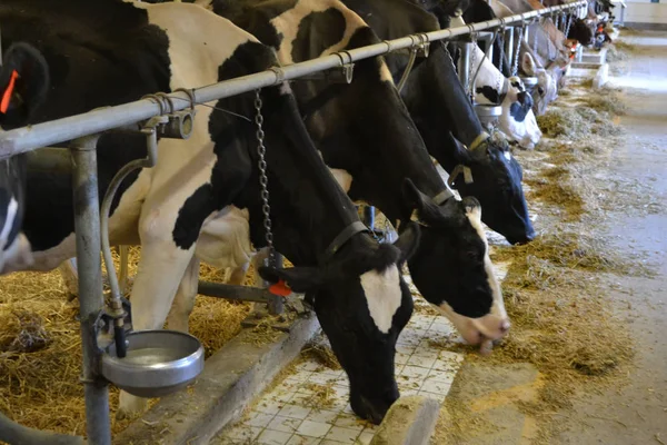 Mucche che mangiano paglia in una fattoria. Agricoltura in campagna — Foto Stock