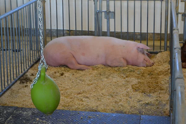 Cerdo durmiendo en la granja —  Fotos de Stock