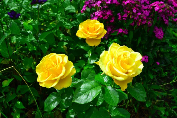 Schöne gelbe Rosen im Garten mit Wildblumen, blumigem Hintergrund — Stockfoto