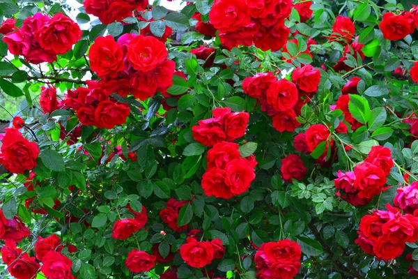 Schöne rote Rosenbusch rote Rosen im Garten, blumiger Hintergrund — Stockfoto