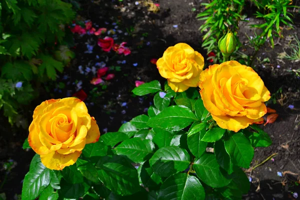 Beautiful yellow roses in garden, floral background — Stock Photo, Image