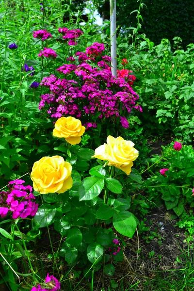 Schöne gelbe Rosen im Garten mit Wildblumen, blumigem Hintergrund — Stockfoto