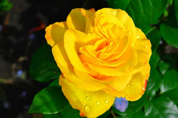 Schöne gelbe Rose im Garten, blumiger Hintergrund — Stockfoto