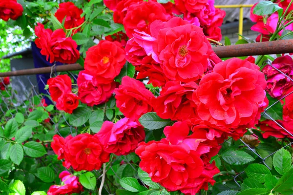 Schöne rote Rosenbusch rote Rosen im Garten, blumiger Hintergrund — Stockfoto