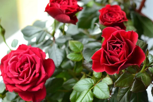 Bouquet von frischen Rosen, Blume hellen Hintergrund — Stockfoto