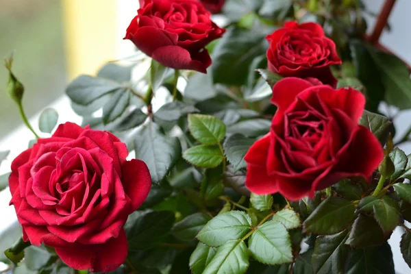 Bouquet von frischen Rosen, Blume hellen Hintergrund — Stockfoto