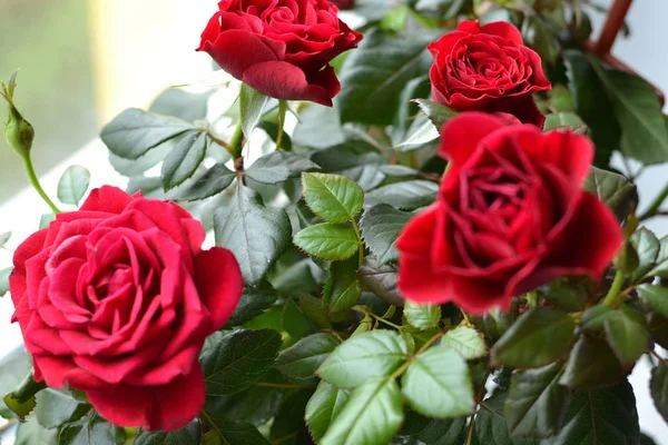 Bouquet von frischen Rosen, Blume hellen Hintergrund — Stockfoto