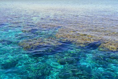 Kızıl Deniz. Egypt.The mercan kayalığı Red Sea'deki/daki