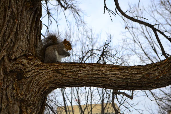Ekorn på treet i parken, vinterstid – stockfoto