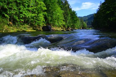 Karpat Dağları taşları arasında hızlı nehir akıyor. Renkli manzara nehir, orman ve dağlar. Ukrayna 
