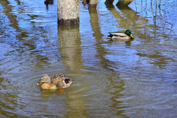 Male and female mallard duck swimming on a pond with green water while looking for food — Stock Photo, Image