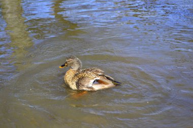 Ördek yiyecek ararken yeşil su ile bir gölet üzerinde yüzme