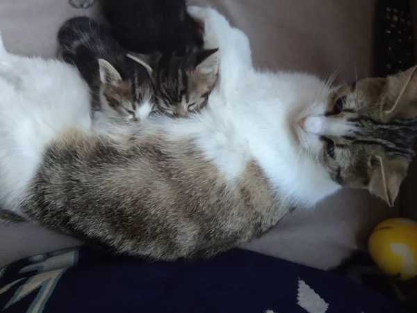 Imagen Tres Gatos Jugando Una Madre Gata Adulta Dos Cachorros — Foto de Stock