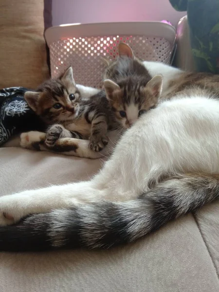 Imagen Tres Gatos Jugando Una Madre Gata Adulta Dos Cachorros — Foto de Stock