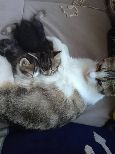 Imagen Tres Gatos Jugando Una Madre Gata Adulta Dos Cachorros —  Fotos de Stock