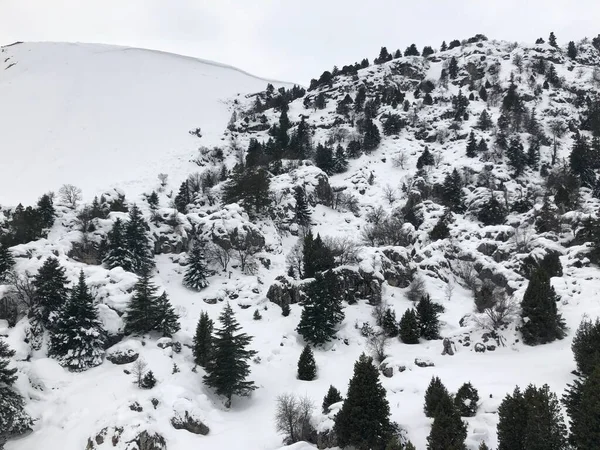 Покрывающий Заснеженные Земли Снег Деревьях — стоковое фото