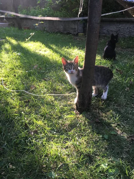 Chat Gris Regardant Bord Arbre Dans Forêt Chat Noir Derrière — Photo